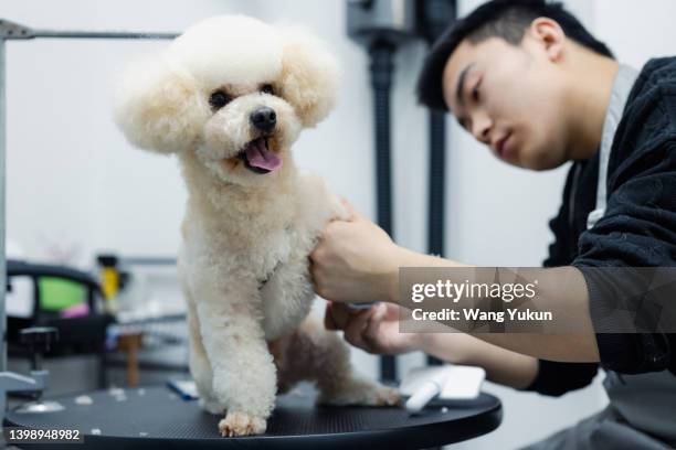 male pet groomer is trimming dog's hair - pet groom stock pictures, royalty-free photos & images