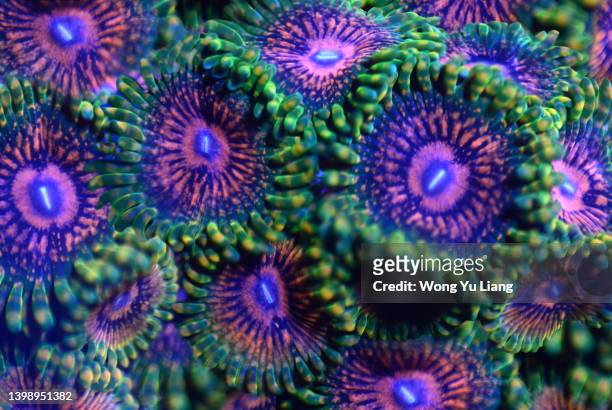 colorful zoanthids coral reef close up - coral colored stock-fotos und bilder