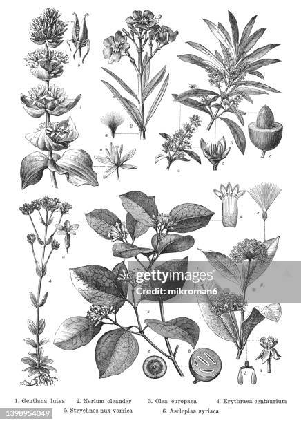 old engraved illustration of botany, dicotyledonous plants - genziana foto e immagini stock