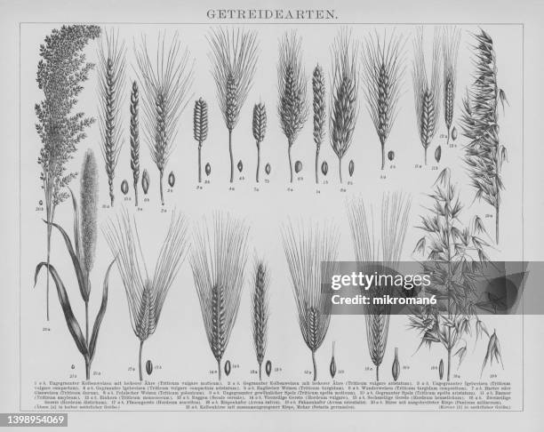 old engraved illustration of types of grain plants - oat ear stockfoto's en -beelden