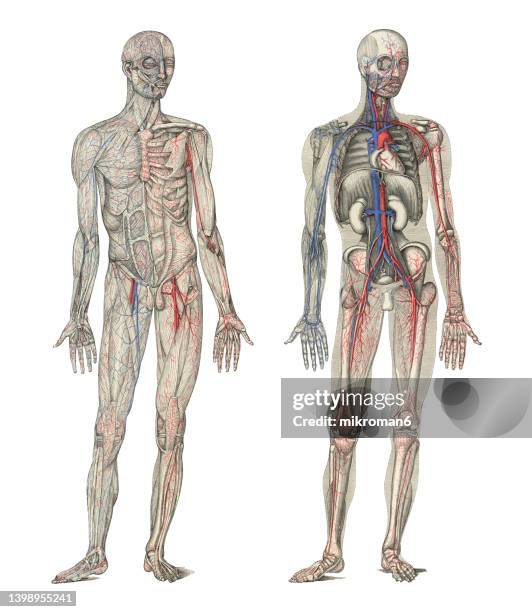 old chromolithograph illustration of human circulatory system - körperteil stock-fotos und bilder
