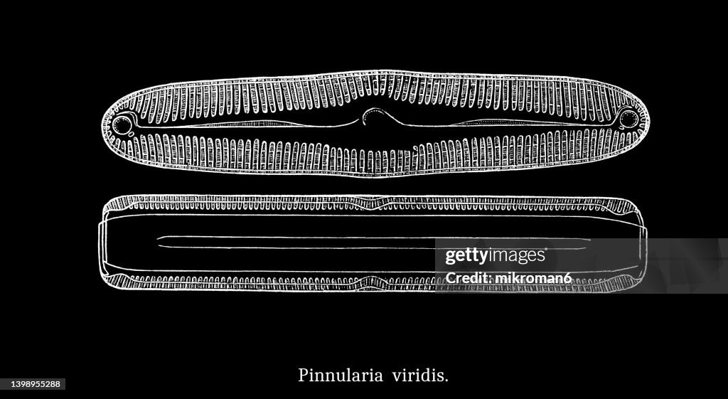 Old engraved illustration of Algae - Pinnularia viridis