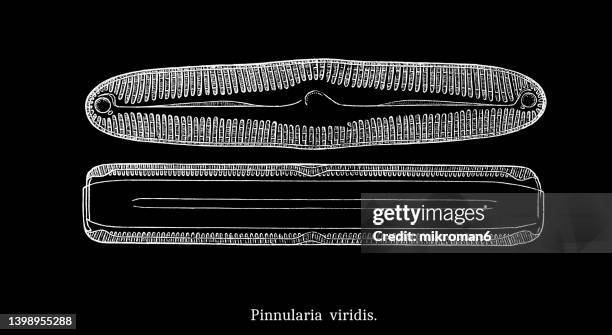 old engraved illustration of algae - pinnularia viridis - pinnularia stock pictures, royalty-free photos & images