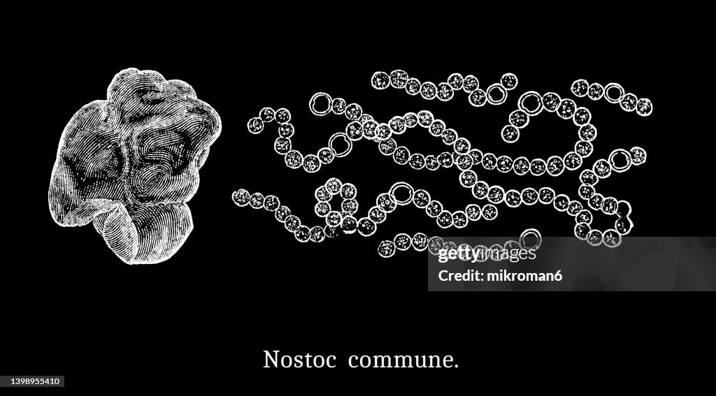 Old engraved illustration of Algae - Nostoc commune, star jelly, witch's butter, mare's eggs, fah-tsai or facai
