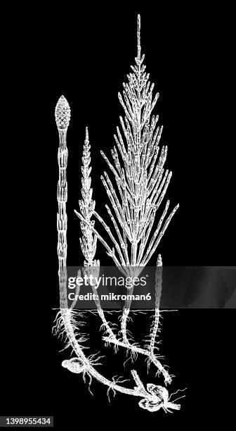 old engraved illustration of botany, field horsetail (equisetum arvense) - equisetum arvense stock pictures, royalty-free photos & images