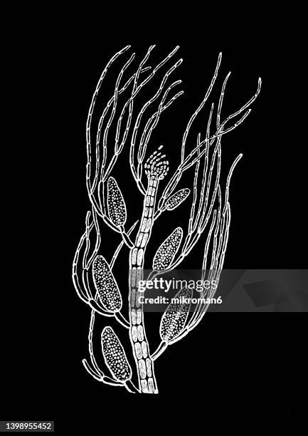 old engraved illustration of algae - polysiphonia violacea, filamentous red algae - polysiphonia stock pictures, royalty-free photos & images