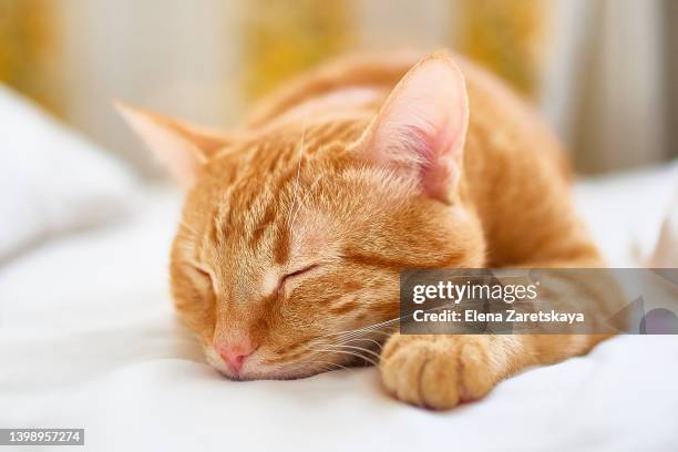 portrait of a red sleeping cat - kittens sleeping stock pictures, royalty-free photos & images