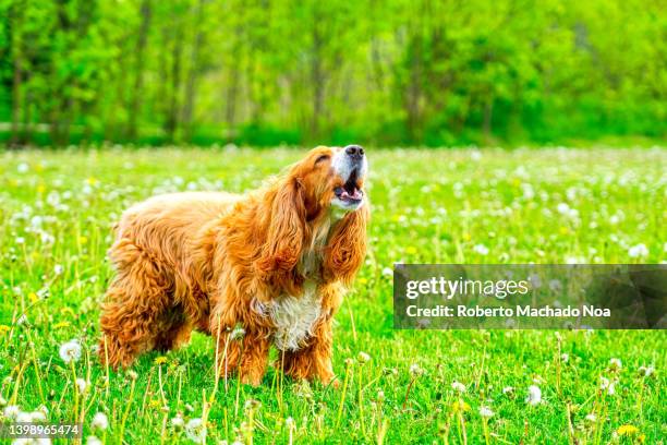 dog barking on field - ladrando fotografías e imágenes de stock
