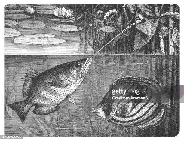 old engraved illustration of archerfish, spinner fish or archer fish (toxotes jaculator) and scrawled butterflyfish, meyer's butterflyfish, the maypole butterflyfish (chaetodon meyeri) - scrawled stock pictures, royalty-free photos & images