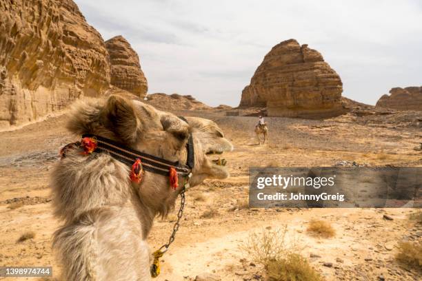 desert in arabian peninsula from camel rider’s point of view - camel isolated stock pictures, royalty-free photos & images