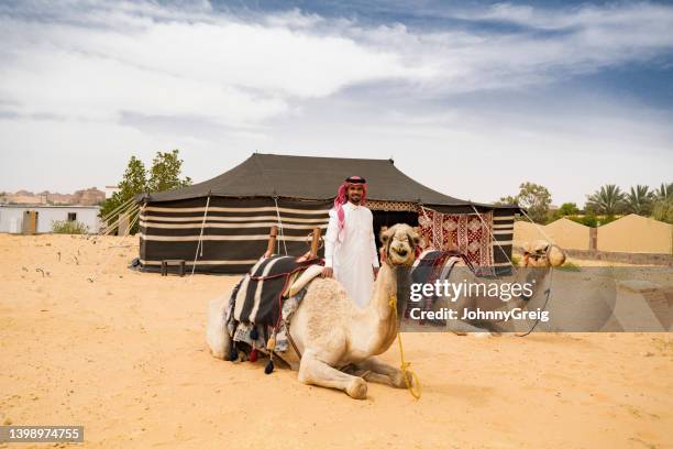 mann aus dem nahen osten mit zwei entspannten kamelen im wüstengebiet - bedouin stock-fotos und bilder