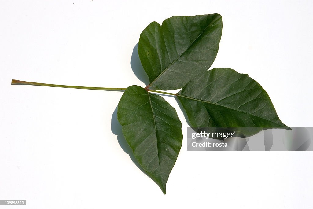 Leaves of three, let it be