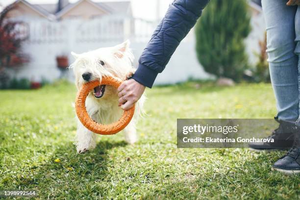 a young west highland white terrier walks and plays with a ring in the yard of the house on the green grass, rejoices in spring - west highland white terrier stock-fotos und bilder