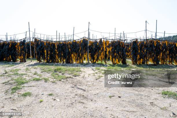 dried kelp - kombu stock pictures, royalty-free photos & images