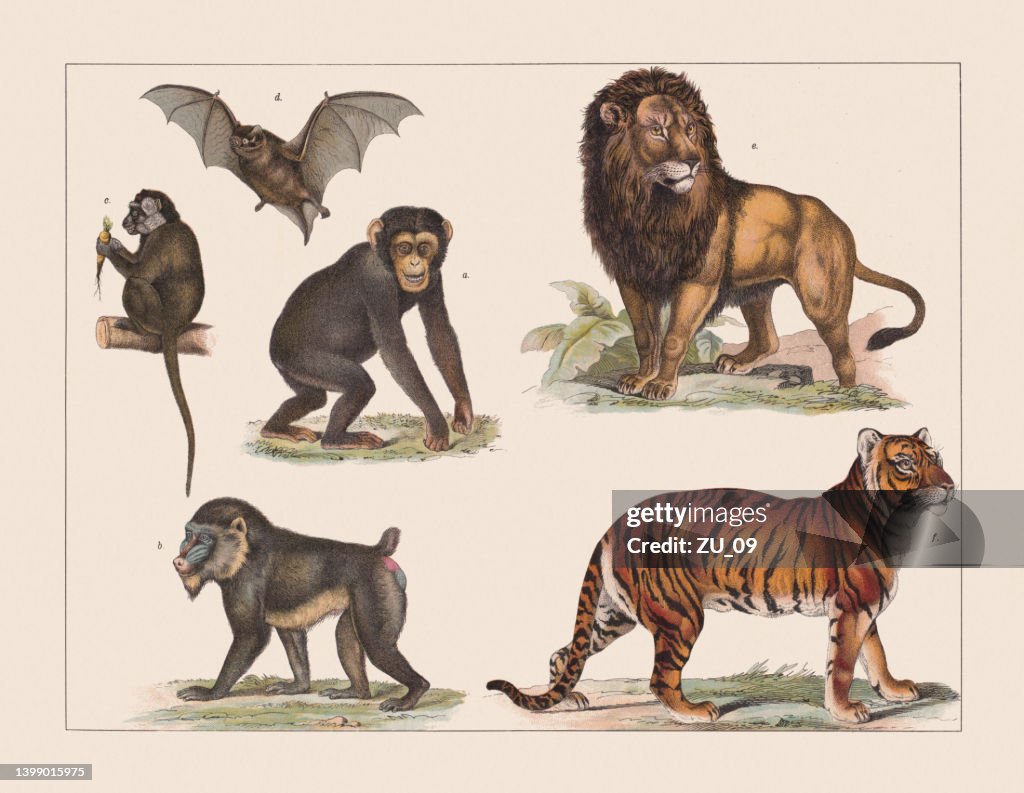 Various mammals, chromolithograph, published in 1891