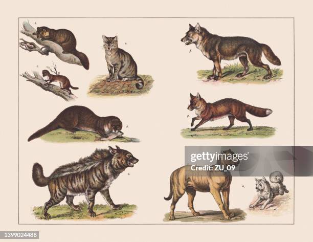 various mammals, chromolithograph, published in 1891 - hyena stock illustrations