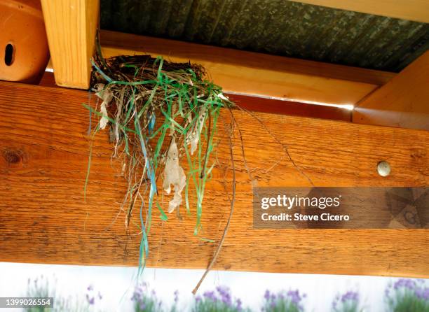 bird nest being built under porch with plastic waste - hiding rubbish stock pictures, royalty-free photos & images