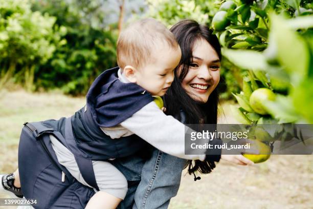 大人の女性と幼児、オレンジを摘む果物の茂みの中の母と息子 - おんぶ ストックフォトと画像