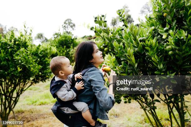 an adult woman and a toddler, a mother and son in a fruit bushes picking oranges - baby carrier stock pictures, royalty-free photos & images