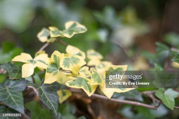 variegated ivy flowers - edera foto e immagini stock