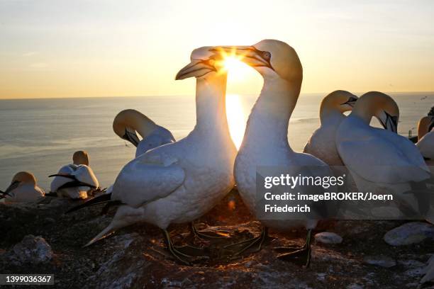 northern gannet (sula bassana) at sunset, helgoland island, germany, schleswig-holstein - helgoland stockfoto's en -beelden