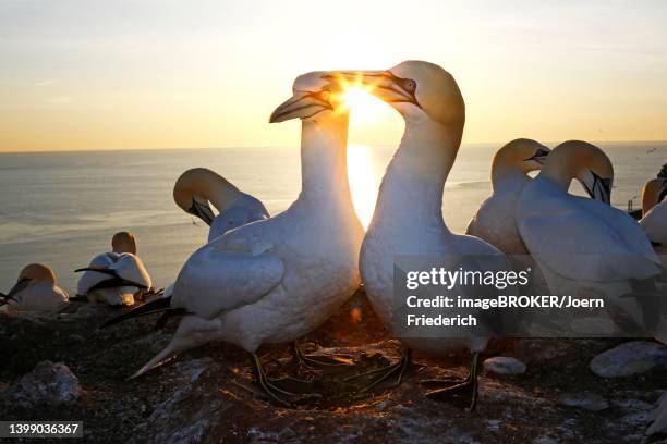 northern gannet (sula bassana) at sunset, helgoland island, germany, schleswig-holstein - heligoland stock pictures, royalty-free photos & images