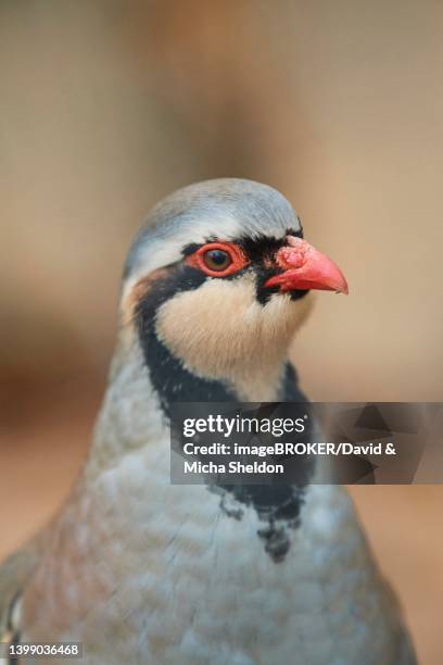 common rock partridge (alectoris graeca), portrait, bavaria, germany - alectoris graeca stock pictures, royalty-free photos & images