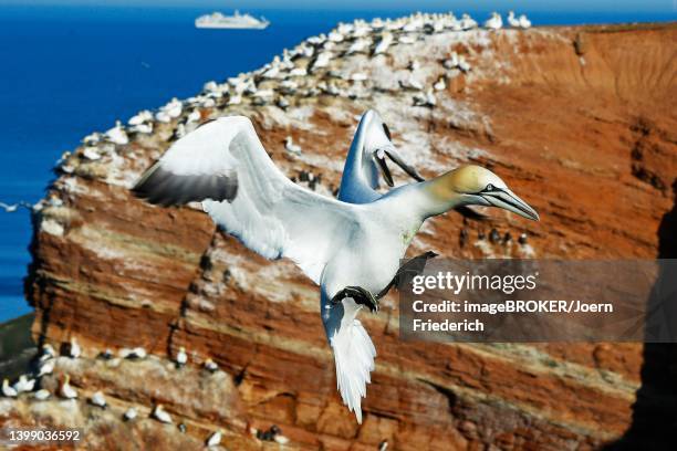 northern gannet (sula bassana) approaching rocks, helgoland island, germany, schleswig-holstein - helgoland stockfoto's en -beelden