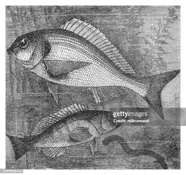 old engraved illustration of gilt-head (sea) bream (sparus aurata) and comber fish (serranus cabrilla) - sparus aurata stock pictures, royalty-free photos & images