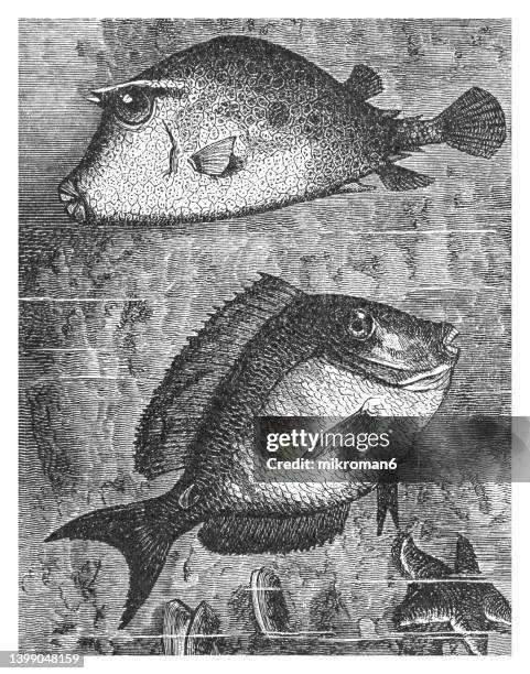 old engraved illustration of scrawled cowfish (acanthostracion quadricornis) and doctorfish (acanthurus chirurgus) - scrawled stock pictures, royalty-free photos & images