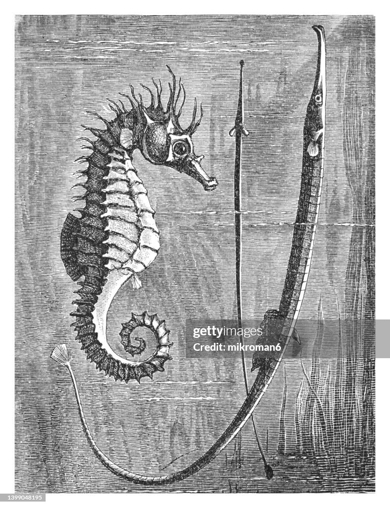 Old engraved illustration of short-snouted seahorse (Hippocampus hippocampus) and greater pipefish (Syngnathus acus)