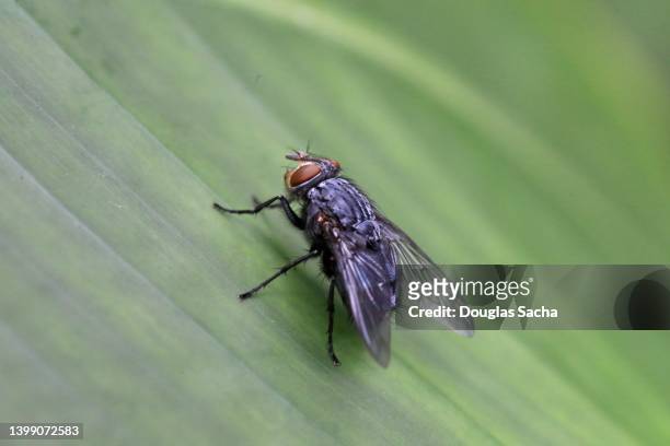 insect, fly - house fly stock pictures, royalty-free photos & images