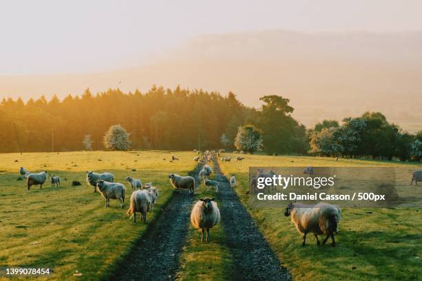 beautiful pasture - sheep field stock pictures, royalty-free photos & images