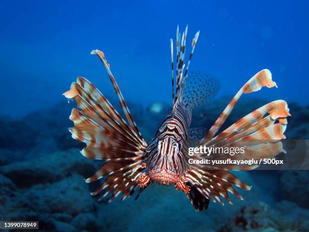 close-up of lionscorpiontropical saltwater fish swimming in sea - lionfish stock pictures, royalty-free photos & images