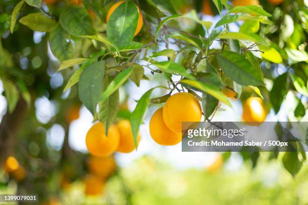 low angle view of oranges growing on tree - orange orchard bildbanksfoton och bilder