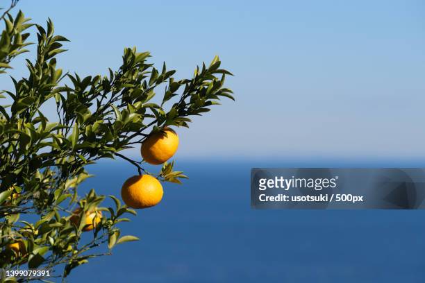 close-up of orange fruits growing on tree against sky - citrus grove - fotografias e filmes do acervo