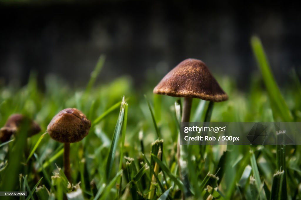 Close-up of mushrooms growing on field