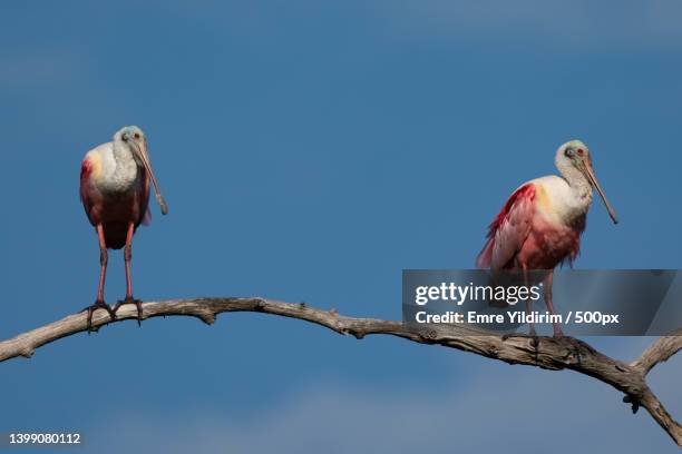 low angle view of roseate spoonbill perching on branch against clear blue sky,honeymoon island state park,united states,usa - threskiornithidae stock pictures, royalty-free photos & images
