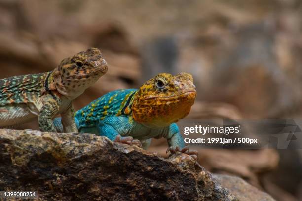 close-up of lizards on rock - lagarto de collar fotografías e imágenes de stock