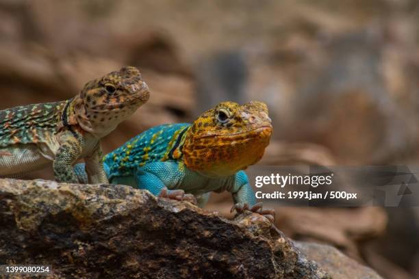 close-up of lizards on rock - crotaphytidae stock pictures, royalty-free photos & images
