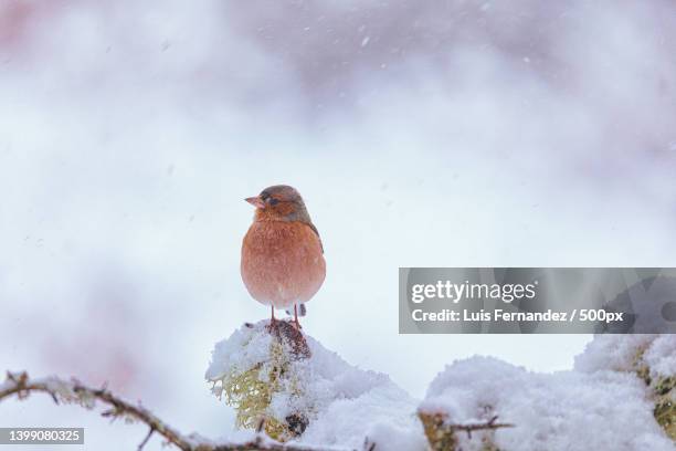 close-up of songbird perching on snow,spain - eurasian bullfinch stock pictures, royalty-free photos & images