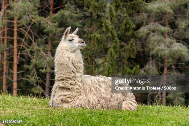 close-up of sheep on field,san martino in badia,bolzano,italy - llama stock pictures, royalty-free photos & images