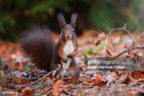 close-up of american red squirrel eating food on field - american red squirrel stock pictures, royalty-free photos & images