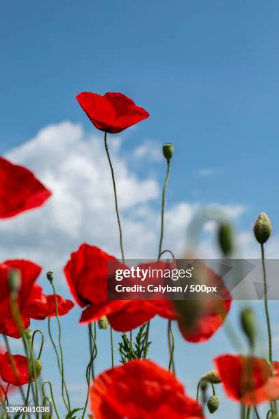 Marcali 18 Marcali Stock Photos, High-Res Pictures, and Images - Getty Images