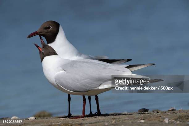 close-up of black perching on shore,balgzand,netherlands - black headed gull stock-fotos und bilder