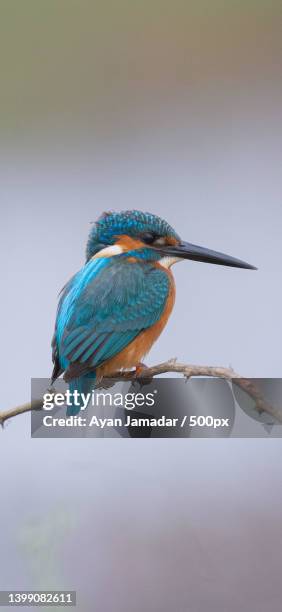 close-up of kingfisher perching on branch - common kingfisher fotografías e imágenes de stock