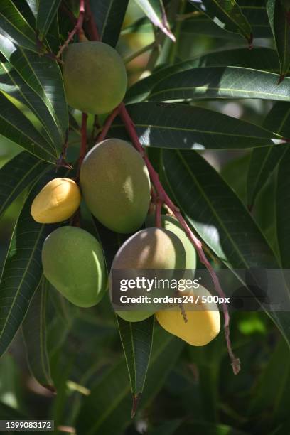 Ango Tree Ripe Mango Tree Photos and Premium High Res Pictures - Getty Images