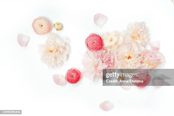 gentle pink peonies and ranunculus on white background. beautiful backdrop for your design - ranunculus bildbanksfoton och bilder