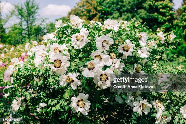 bush of white tree peony in flower garden. gentle backdrop for your design. front view and close-up - paeonia suffruticosa stock pictures, royalty-free photos & images