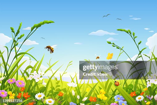 Hermosa pradera de verano con pastos, abejas y flores Hermosa pradera de verano con pastos, abejas y flores